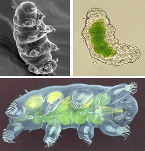 หมีน้ำ หรือ ทาร์ดิเกรด (TARDIGRADE) สิ่งมีชีวิตขนาดจิ๋ว