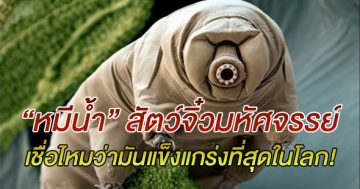 หมีน้ำ