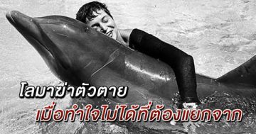 โลมาฆ่าตัวตาย เมื่อทำใจไม่ได้ที่ต้องแยกจาก