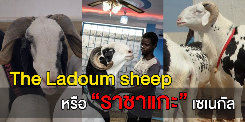 ราชาแกะ