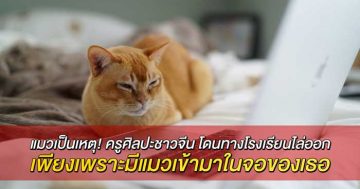 แมวเป็นเหตุ! ครูศิลปะชาวจีน โดนทางโรงเรียนไล่ออก เพียงเพราะมีแมวเข้ามาในจอของเธอขณะกำลังสอนคลาสเรียนออนไลน์
